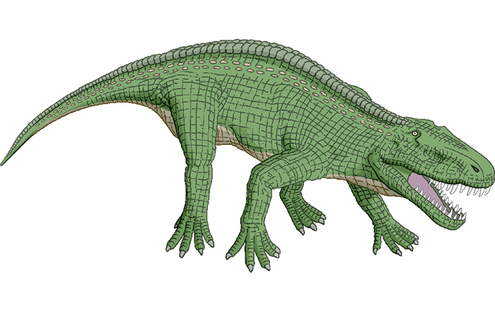 図4. ファソラスクス