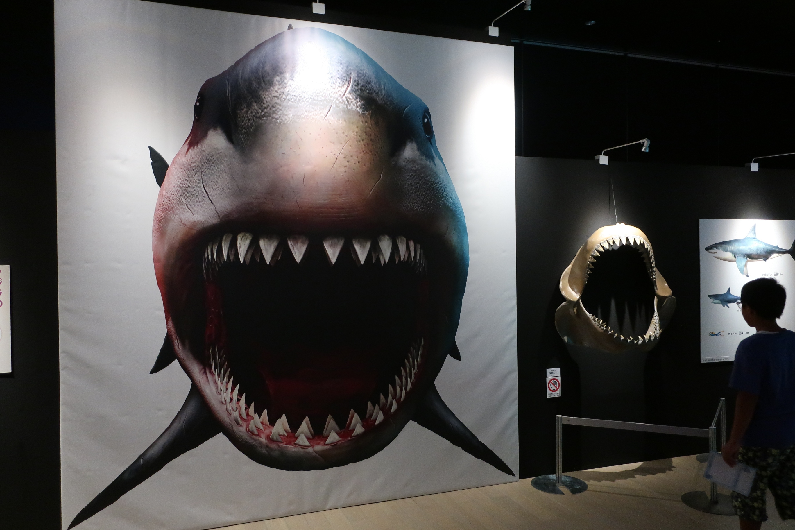 図5. 絶滅した巨大ザメ「メガロドン」の実物大パネル